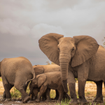national park amboseli