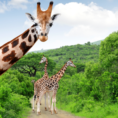 RockFig Safari Lodge