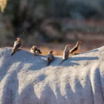 0A9A5198 600x397.jpg