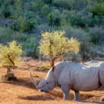 0A9A5201 Enhanced NR 600x437.jpg