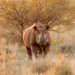 0A9A5212 Enhanced NR 600x400.jpg