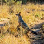 0A9A5222 600x438.jpg