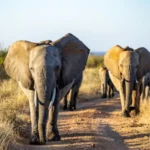 0L6A7876 2 600x470.jpg