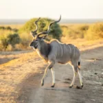 0L6A7897 600x400.jpg