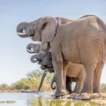 0L6A7959 600x465.jpeg