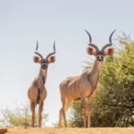 0L6A8037 copy 600x451.jpg