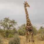 0L6A8128 600x864.jpg