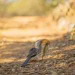 0L6A8148 600x460.jpeg