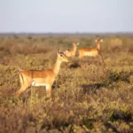 0L6A8205 600x400.jpg