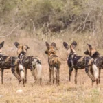 0L6A8381 2 600x393.jpg