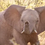 0L6A8578 600x400.jpg