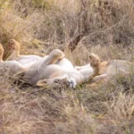 0L6A8673 600x400.jpg