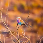 0L6A8794 Enhanced NR 600x526.jpg