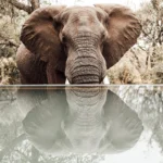 104379242 220924002207677 766404220946991045 n