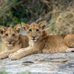 Big Five safari - Lion Cubs
