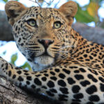 african safari packages