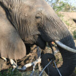 luxury african safari