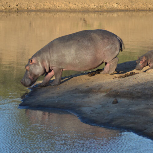 greater kruger