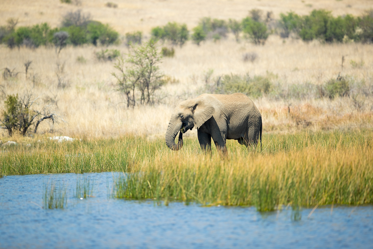 Lake Nakuru