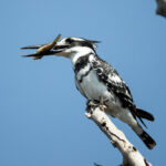 kenya safari lodges masai mara