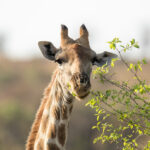 Masai Mara Wildebeest Migration Safari