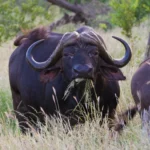 greater kruger national park south africa