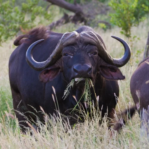 greater kruger national park south africa