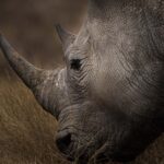 Kapama Game Reserve Wildlife Big Five Rhino Close up