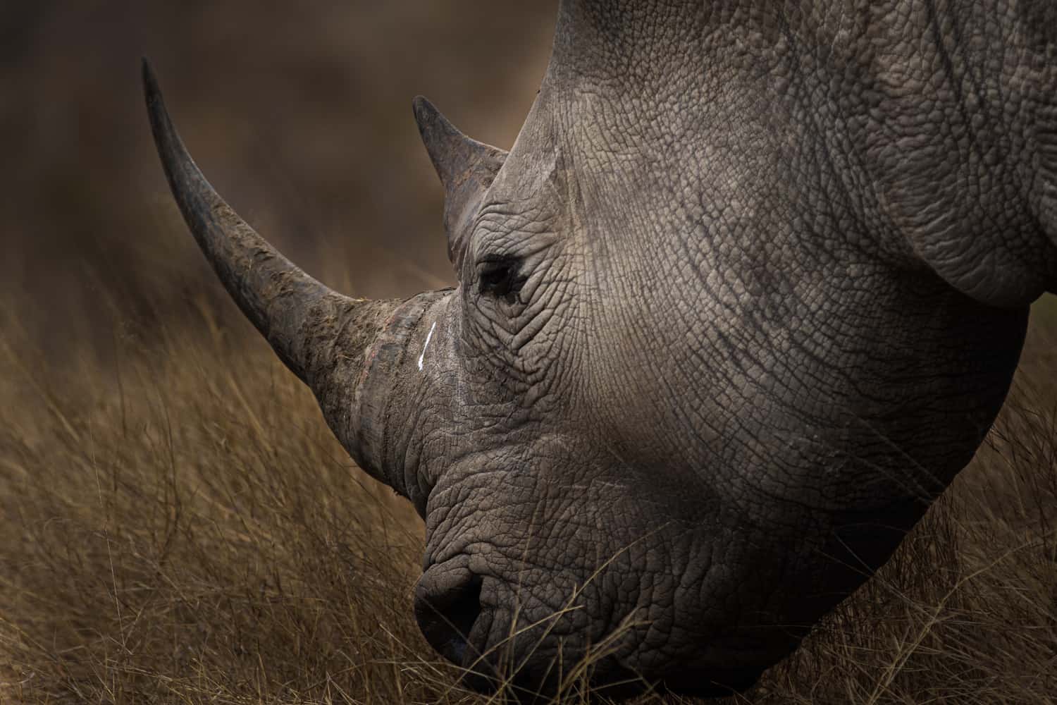 Kapama Game Reserve Wildlife Big Five Rhino Close up