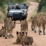 kapama private game reserve