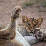 Kapama Reserve Bosplaas pride cub 1