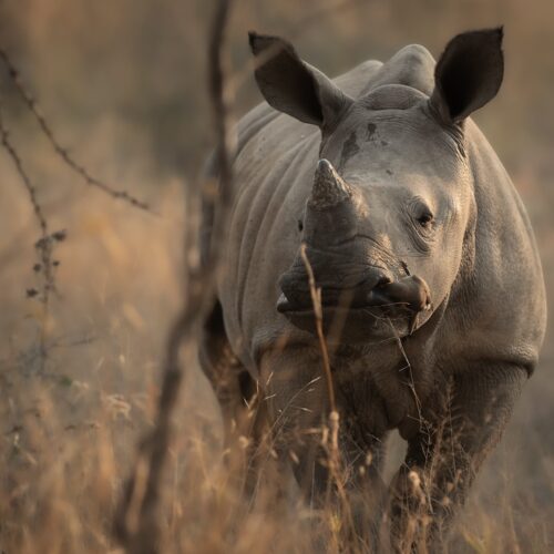 kapama private game reserve