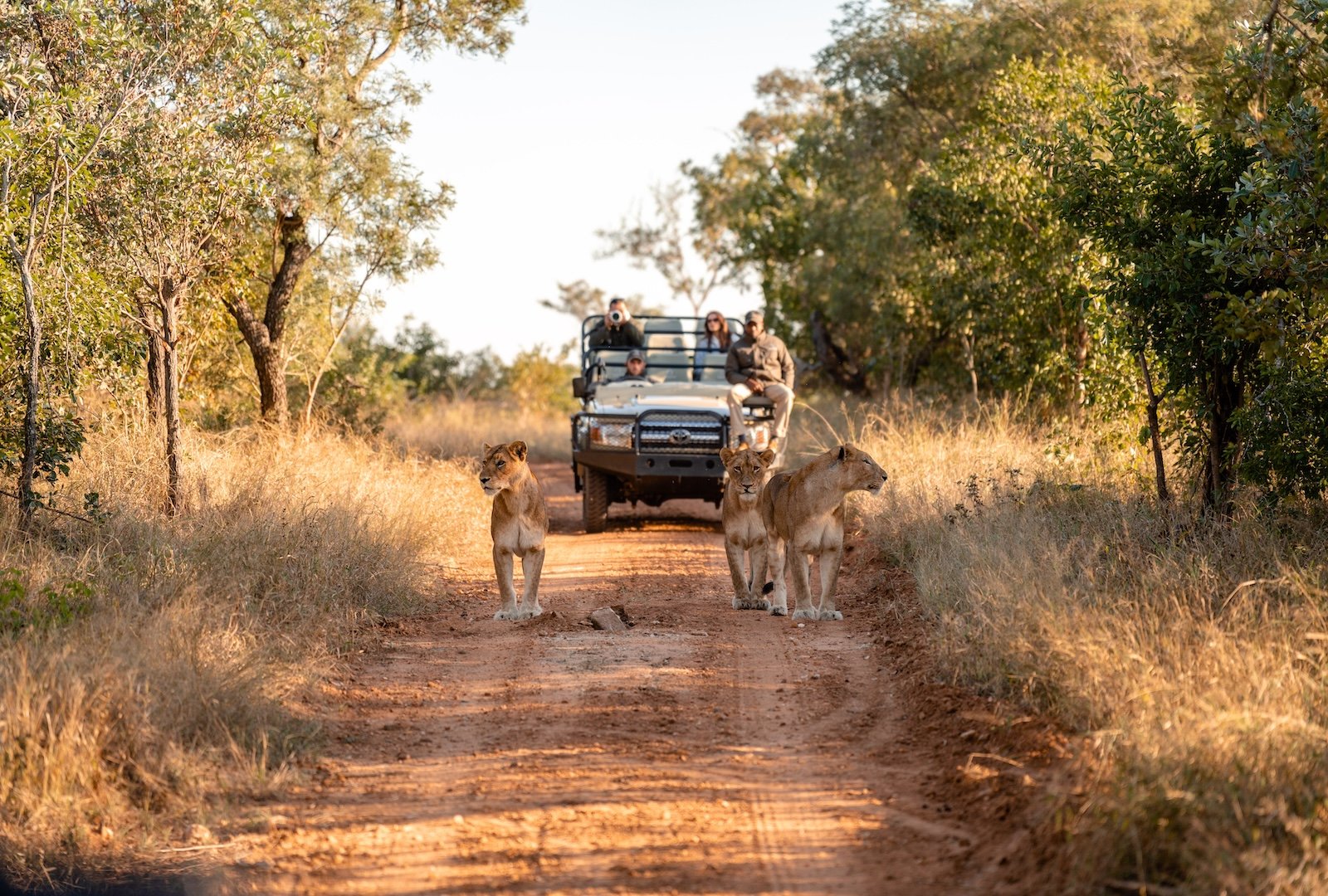 Kapama Wildlife game drive lion pride 1