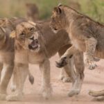 Masai Mara and Amboseli Safari