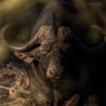 wildlife-buffalo