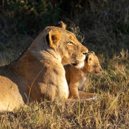 greater kruger
