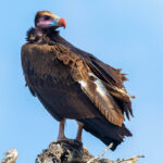 amboseli safari tour