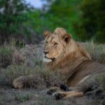 kruger national park game drive
