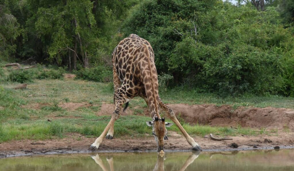 kapama river lodge