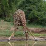 kapama river lodge