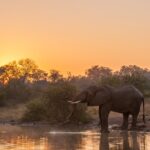 Olifants River - Safari_Elephant