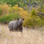 african big five safaris _Safari_Rhino