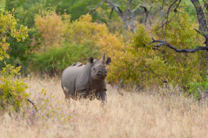 african big five safaris _Safari_Rhino