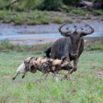 greater kruger national park