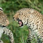 Kruger National Park Tours