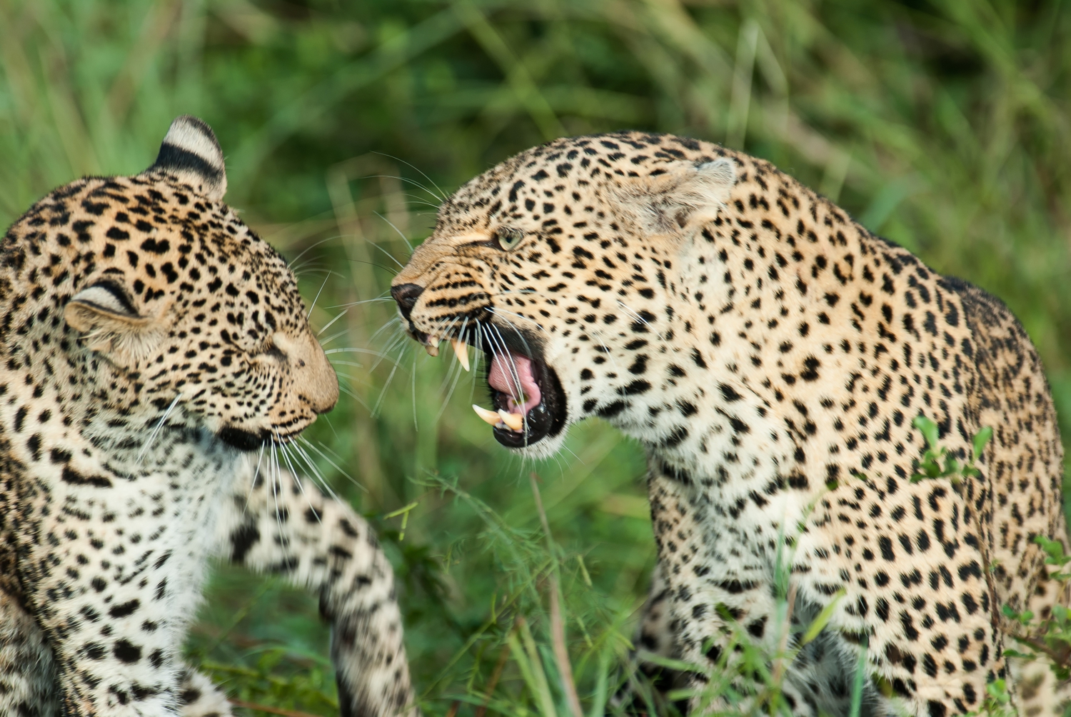 Kruger National Park Tours