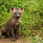 Skukuza Safari Lodge 58