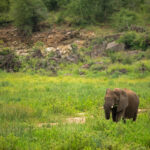 Skukuza Safari Lodge 65