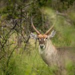 Skukuza Safari Lodge 70