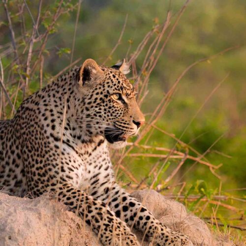 Safari in the Masai Mara